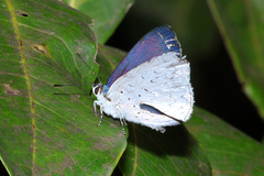 Eirmocides absimilis