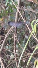 Psolodesmus mandarinus