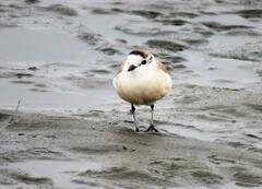 Charadrius marginatus