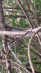 Psolodesmus mandarinus