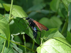 Pepsis grossa