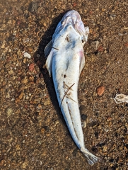 Platycephalidae