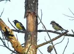 Mycerobas melanozanthos