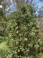 Hibbertia scandens