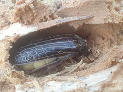 Prionoplus reticularis