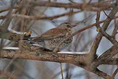 Turdus pilaris