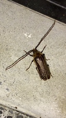 Prionoplus reticularis