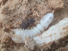 Prionoplus reticularis