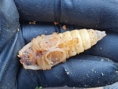 Prionoplus reticularis