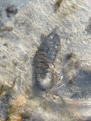 Holothuria scabra