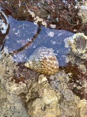 Austrocochlea porcata