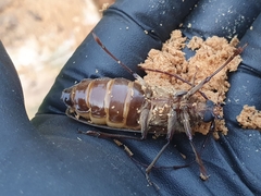 Prionoplus reticularis