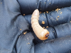 Prionoplus reticularis