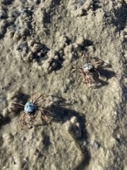 Mictyris longicarpus