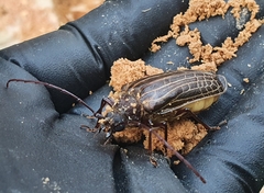 Prionoplus reticularis