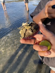 Echinoidea
