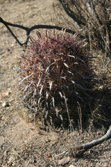 Ferocactus latispinus