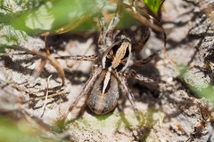 Artoriopsis expolita