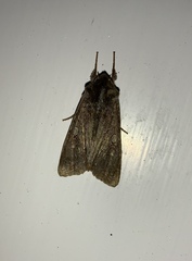 Ichneutica ustistriga