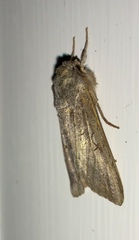 Ichneutica ustistriga