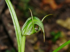 Pterostylis graminea