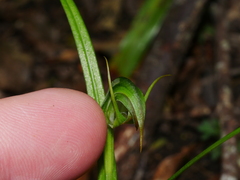 Pterostylis graminea