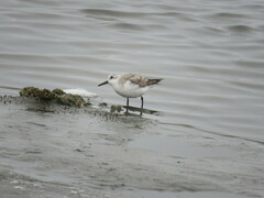 Calidris alba