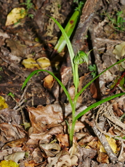 Pterostylis graminea