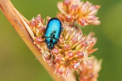 Arsipoda chrysis