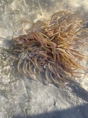 Macrodactyla doreensis