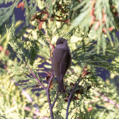 Sylvia atricapilla
