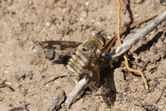 Poecilanthrax willistonii