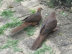 Macropygia phasianella