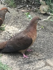 Macropygia phasianella