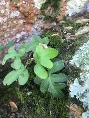 Pleopeltis thyssanolepis