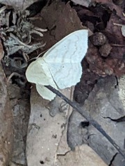 Sterrhinae