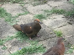 Macropygia phasianella