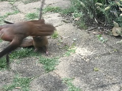 Macropygia phasianella