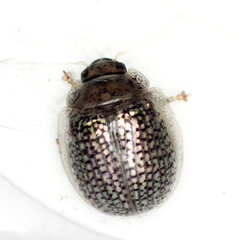 Paropsisterna