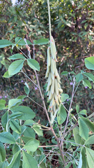 Crotalaria pallida