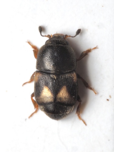 Dried Fruit Beetle