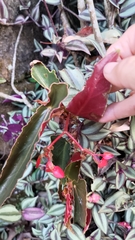 Begonia coccinea