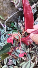 Begonia coccinea