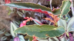 Begonia coccinea