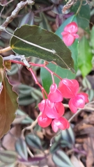 Begonia coccinea