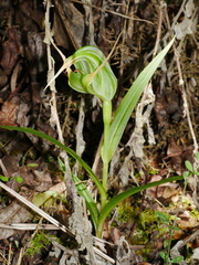 Pterostylis banksii