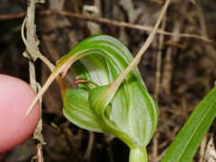 Pterostylis banksii