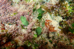 Udotea