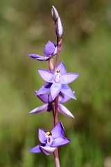 Thelymitra nuda