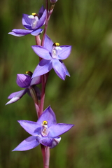 Thelymitra nuda